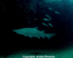 grey nurse shark by Andre Rhonnie 